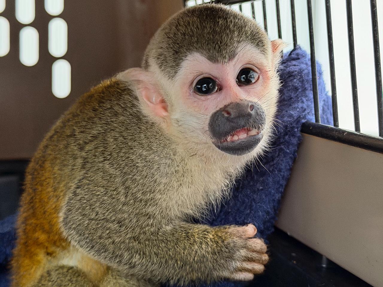 Mono rescatado por la Policía ambiental no podrá regresar a su hábitat natural