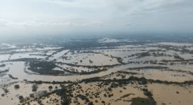Muerte de bovinos en Urabá por inundaciones podría volverse un problema de salud pública