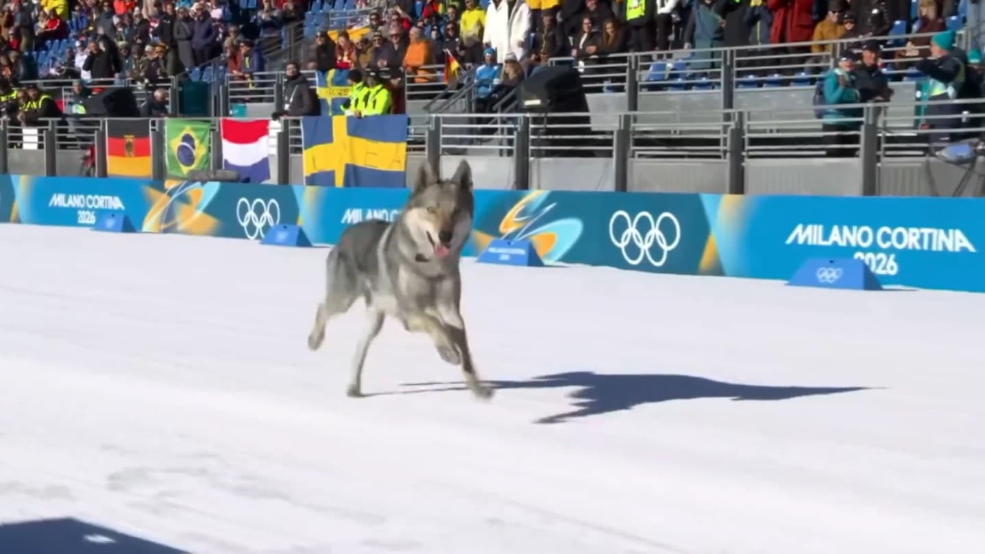 Un perro lobo sorprende en los Juegos Olímpicos de invierno de Milán Cortina 2026