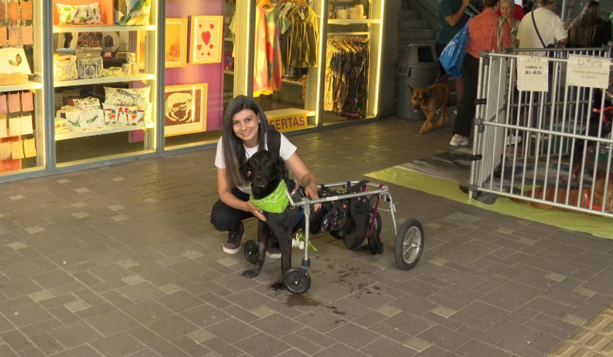 Pistacho, el perrito que lucha por recuperar la movilidad en Medellín