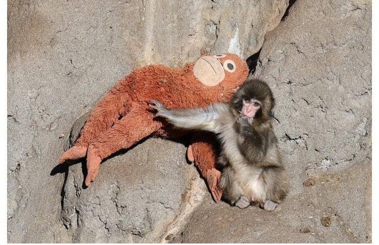 Punch, el macaco japonés que se aferra a su peluche