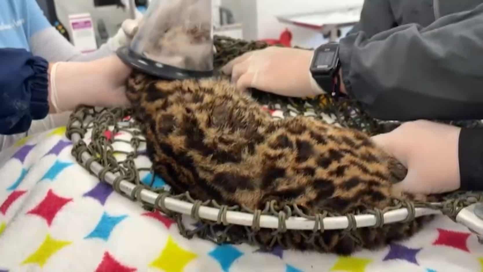 Tigrillo lanudo sobrevivió al atropellamiento y volvió a la libertad. Así fue su recuperación