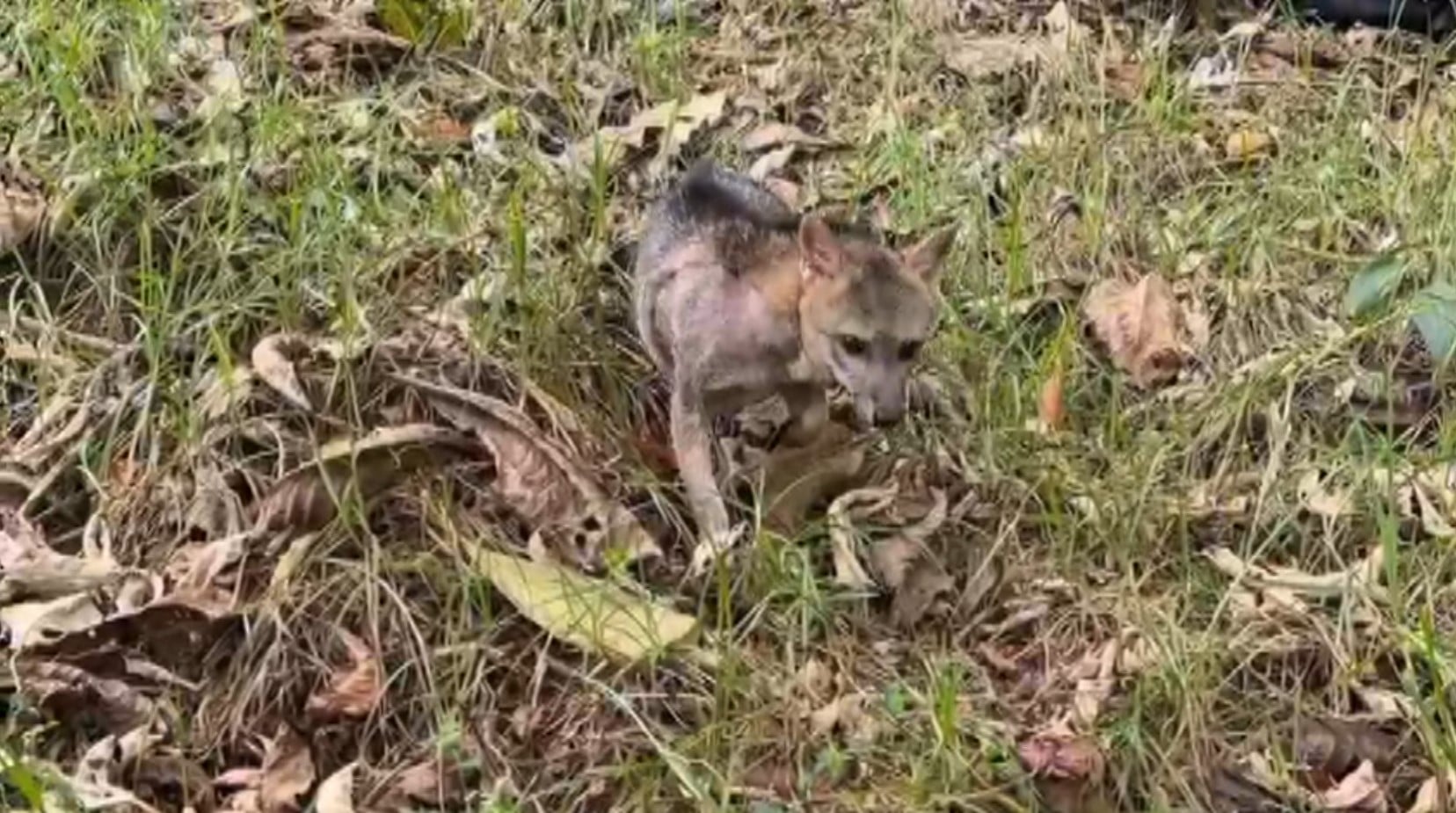 Zorro perro volvió a casa sobrevivió a accidente gracias al CAVR