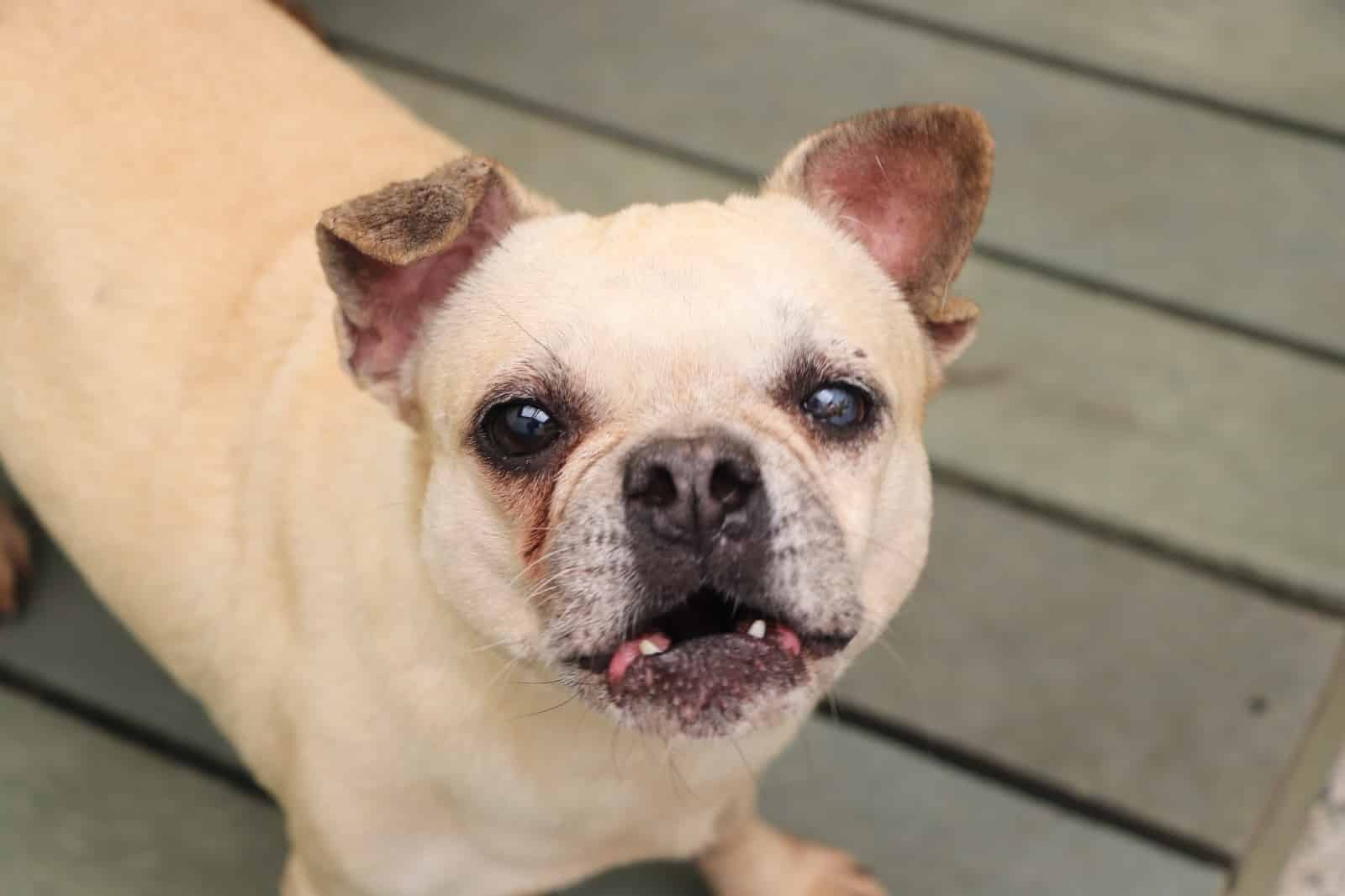 Estos son los cierres viales en Medellín por la carrera por los animales 2026