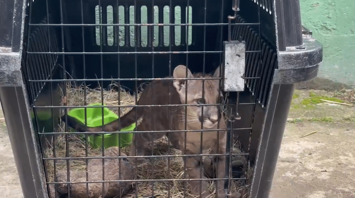 Parque de la Conservación recibió 23 animales de parte de Corantioquia, entre ellos un Puma