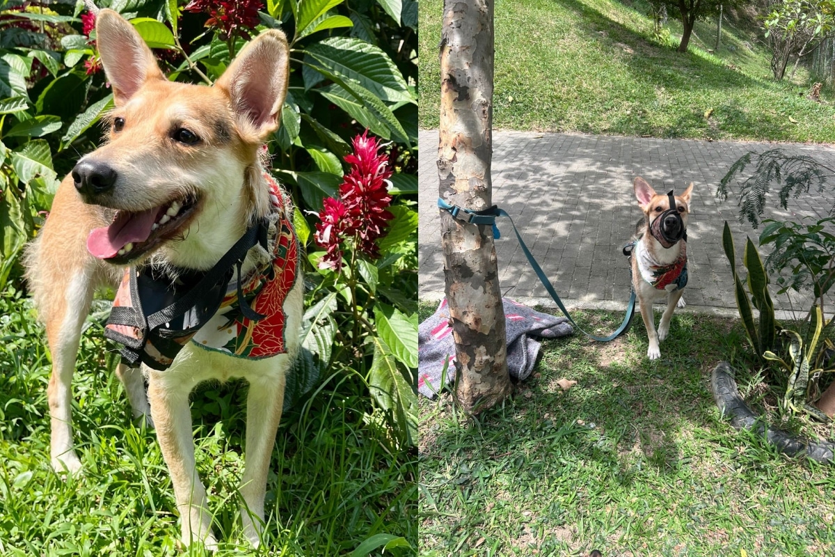 La conmovedora historia de Tomy, el perrito abandonado en Medellín