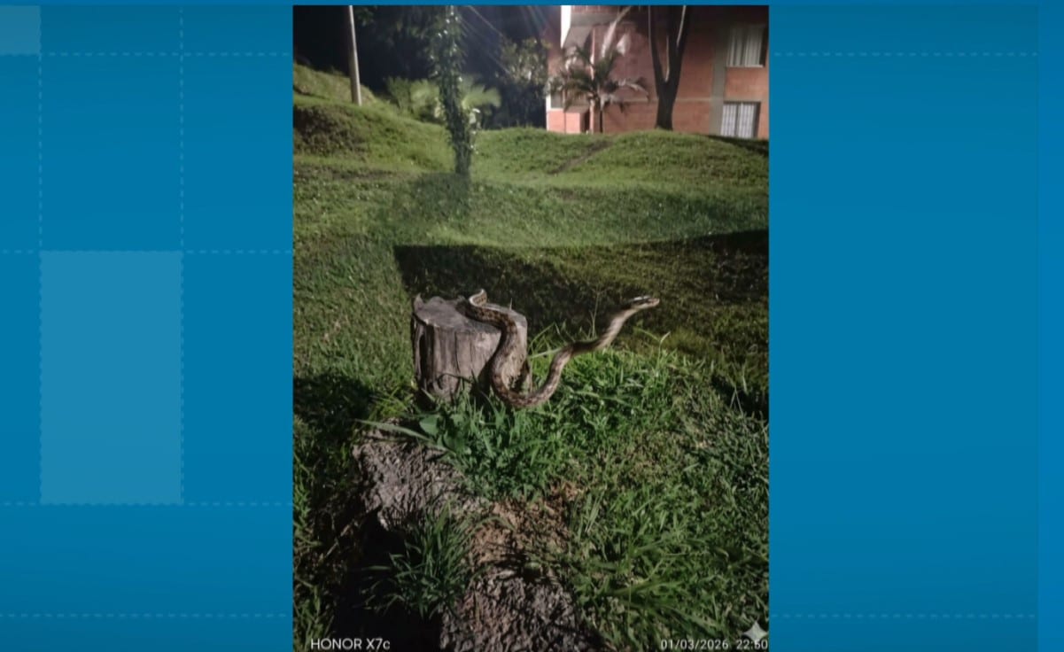 Alerta en Bello por el avistamiento de esta serpiente no nativa del ecosistema ¿la ha visto?