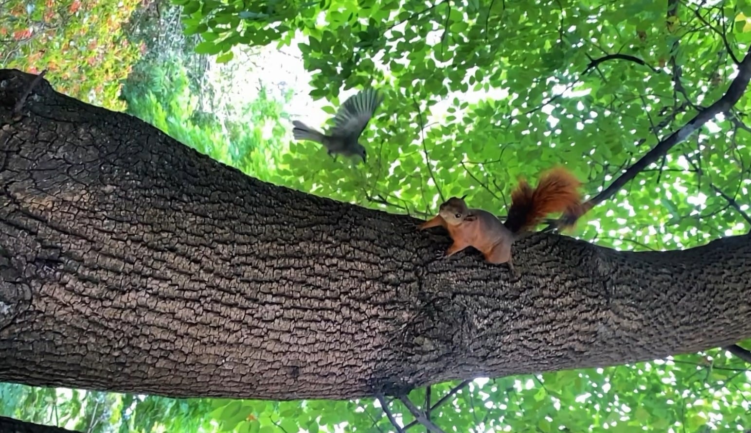 ¿Busca un plan diferente? Este cerro en Medellín es un santuario natural