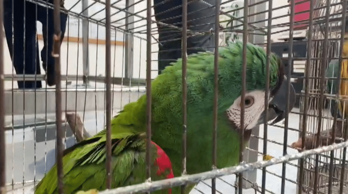 Lanzamiento de campaña para la protección de la fauna en Antioquia durante Semana Santa