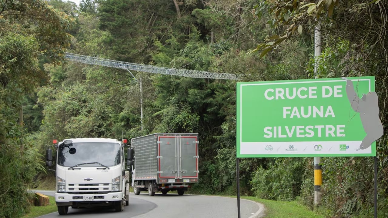 Campaña para evitar atropellamientos de fauna silvestre durante Semana Santa