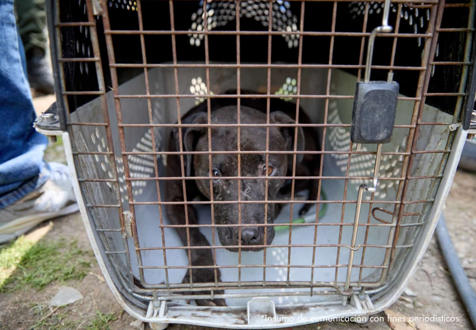 Capturan presunta red de peleas de perros: usaban animales como carnada y hallaron 2 muertos