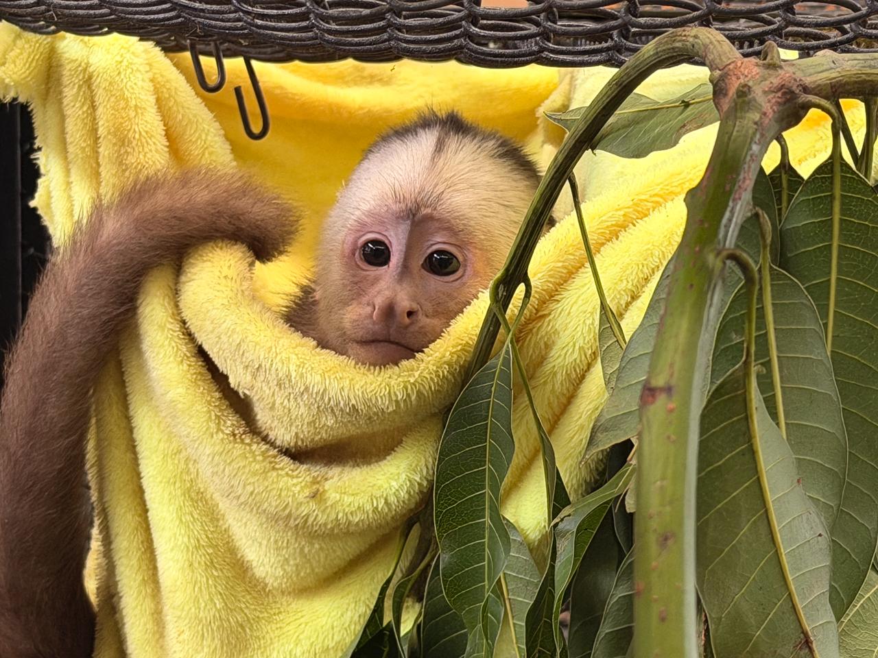 El Área Metropolitana del Valle de Aburrá ha rescatado más de 4.600 animales de fauna silvestre víctimas de tráfico ilegal