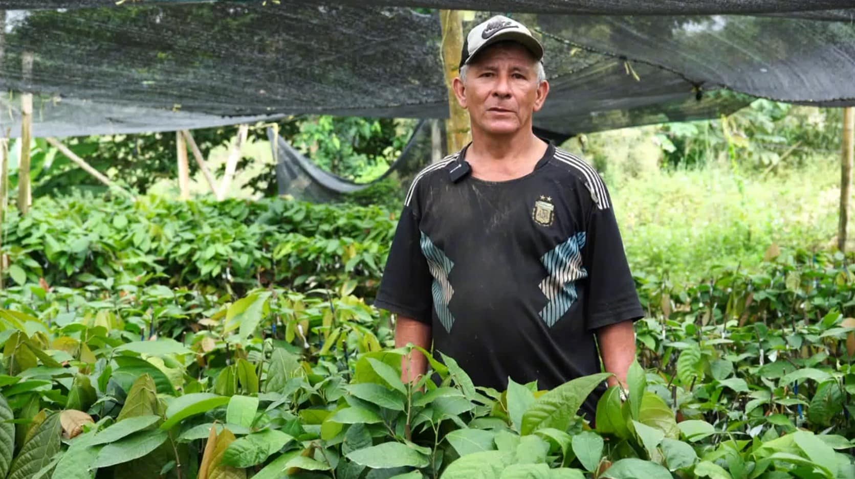 Campesinos de Antioquia cambian cultivos de coca por cacao