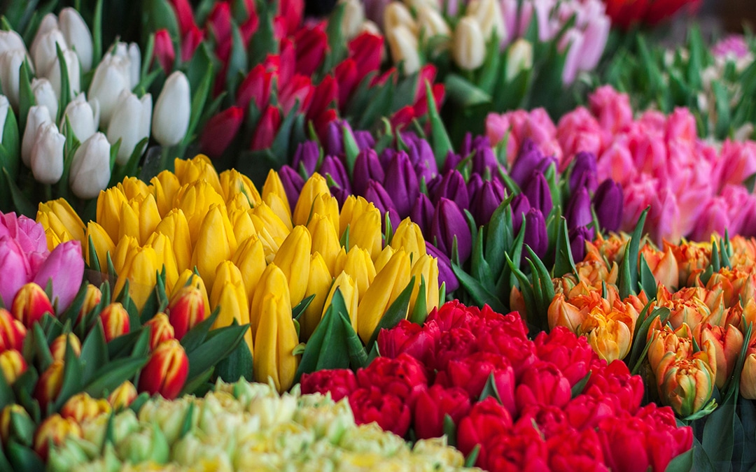Estas son las flores que más regalan el Día de la Mujer