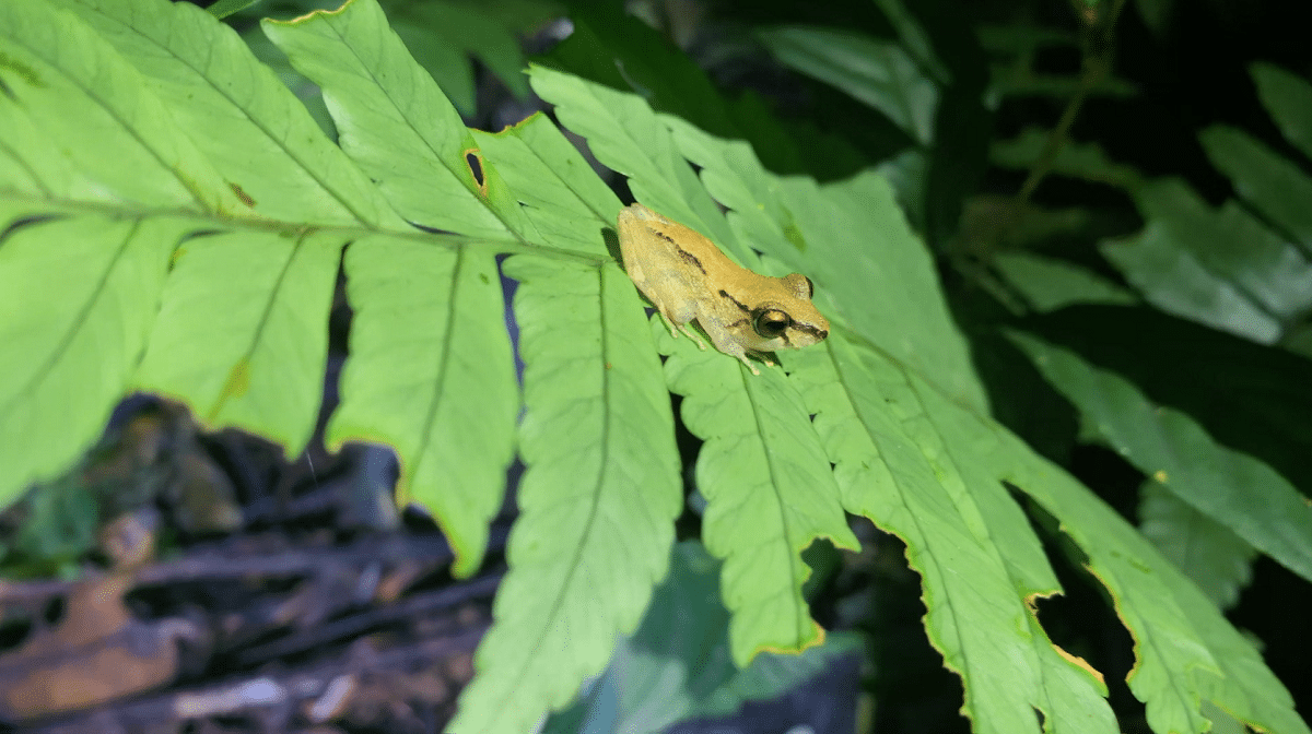 Descubrimiento de una nueva especie de rana en Chocó por científicos de la Universidad CES