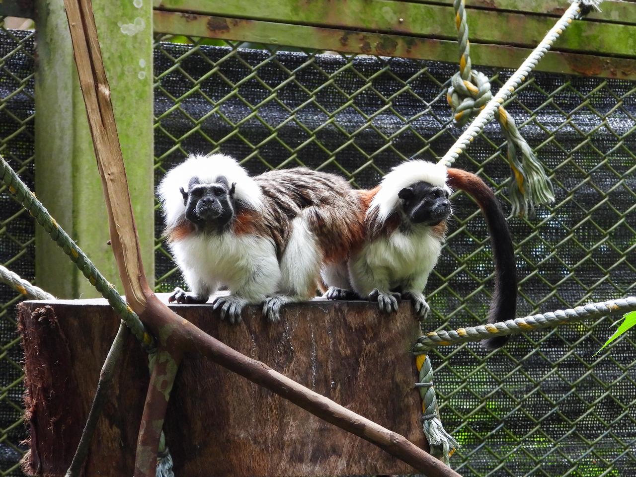 Liberación de monos titíes cabeciblanca en Urabá antioqueño