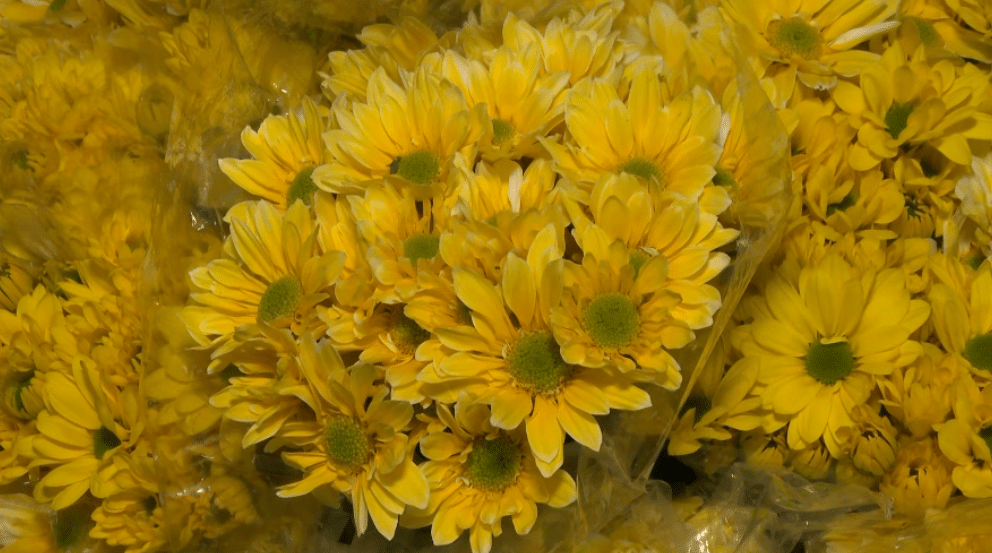 ¿Por qué el 21 de marzo se regalaron tantas flores amarillas?