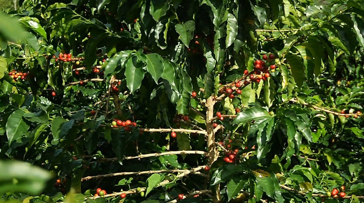 Cafeteros en Antioquia sufren extorsiones alarmantes