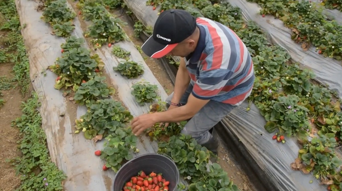 Más de 400 campesinos en San Sebastián de Palmitas se benefician con el Distrito Rural