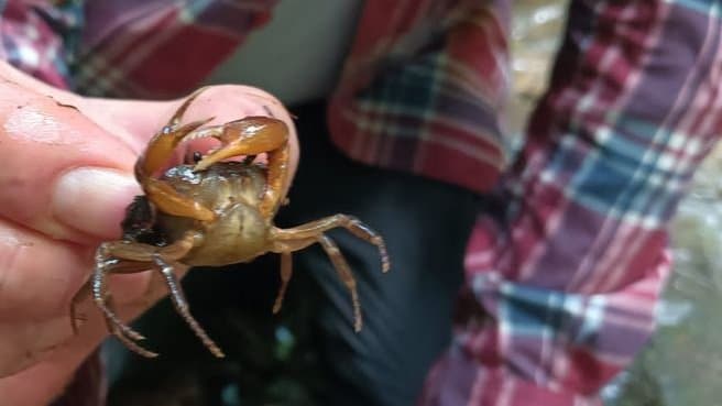 Así es el cangrejo de agua dulce encontrado en El Bagre