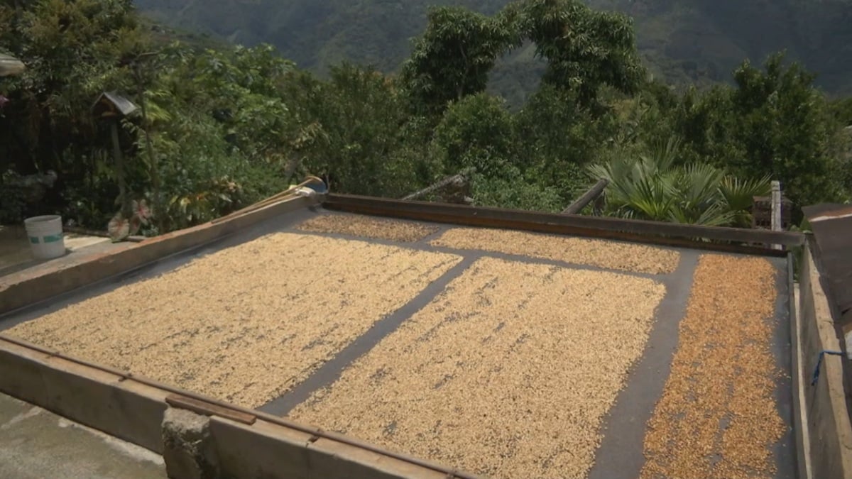 La magia y tradición de las fincas cafeteras de San Sebastián de Palmitas