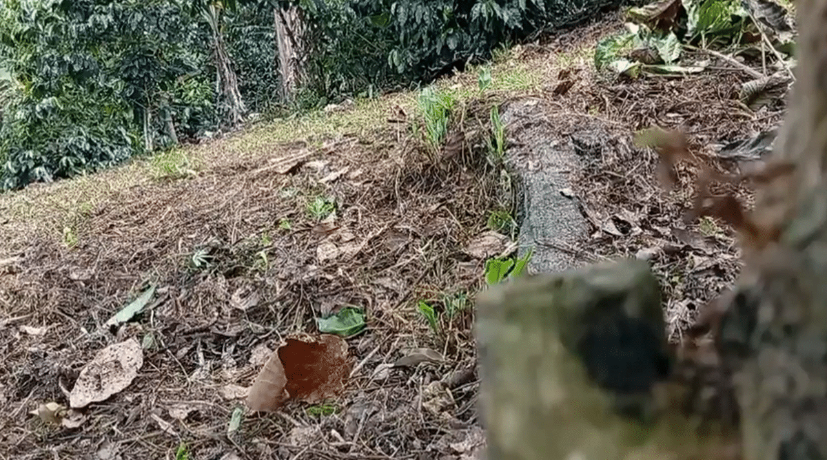 Grupos armados siguen sembrando minas antipersona en distintas subregiones de Antioquia