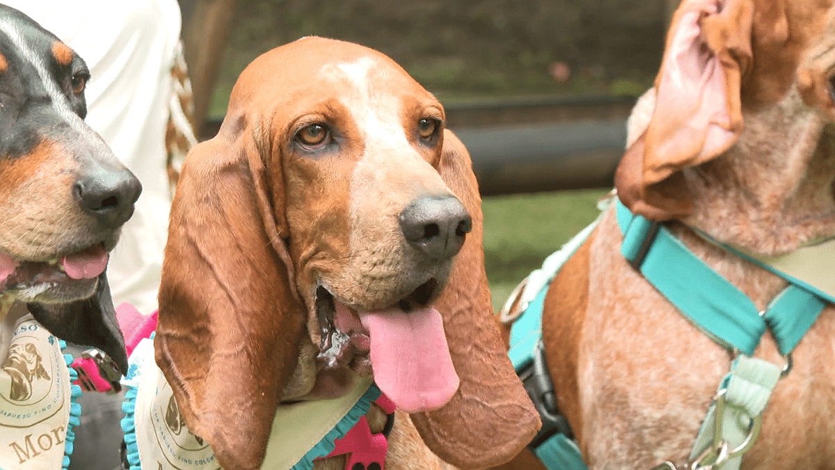 Conozca al Sabueso fino, la primera raza de perros reconocida como 100 % colombiana