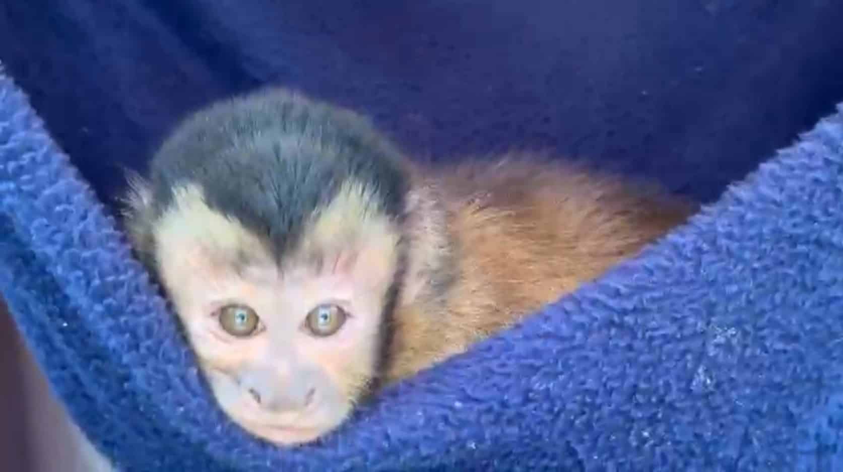 Animales víctimas del tráfico ilegal encuentran refugio en el Parque de la Conservación