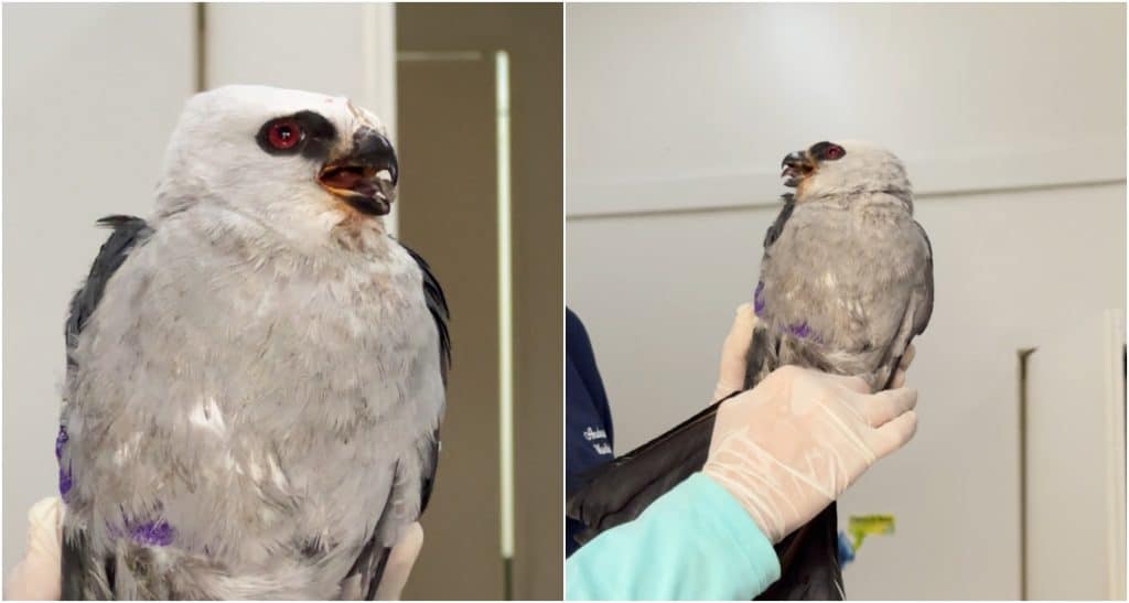 Águila del Mississippi rescatada en Colombia tras sufrir una lesión