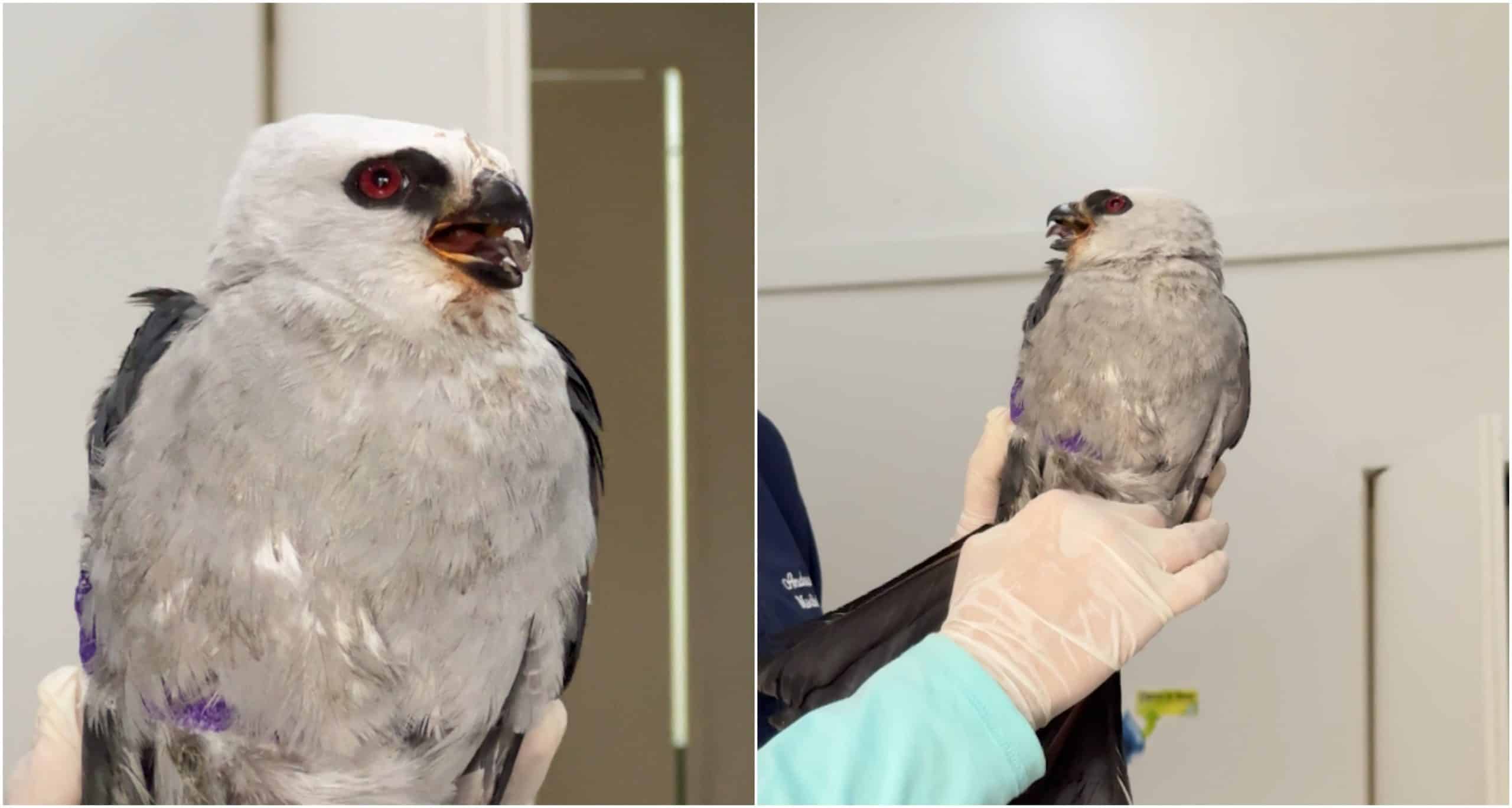 Águila de Estados Unidos fue rescatada herida en Puerto Triunfo