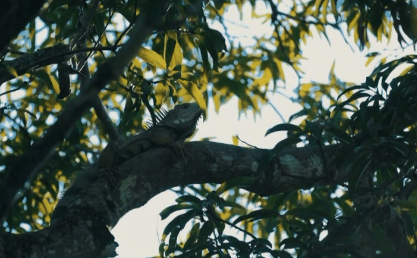 Aumento del tráfico de fauna silvestre durante la Semana Santa