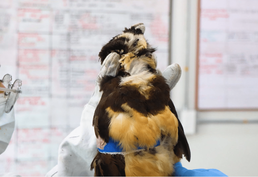 Aumento alarmante de ataques de perros y gatos a animales silvestres en 2026