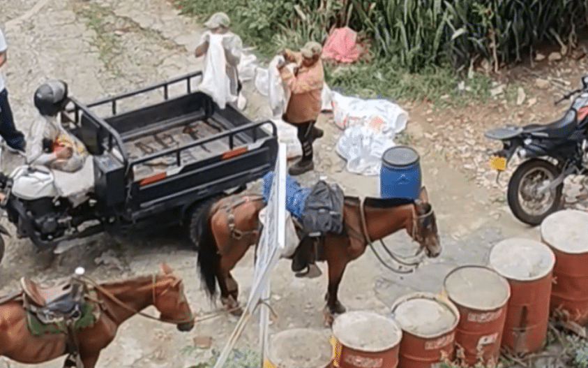 Autoridades en Bello verifican presunto maltrato de crías de cerdos