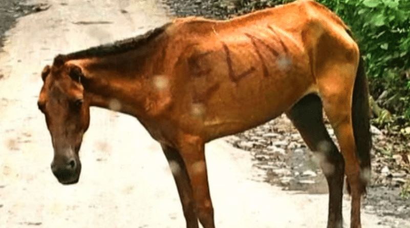 Cada media hora un animal muere o resulta herido a causa del conflicto armado