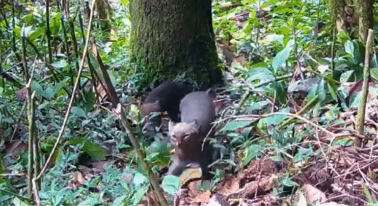 Captan imágenes de especie felina poco vista en Colombia en el municipio de Itagüí