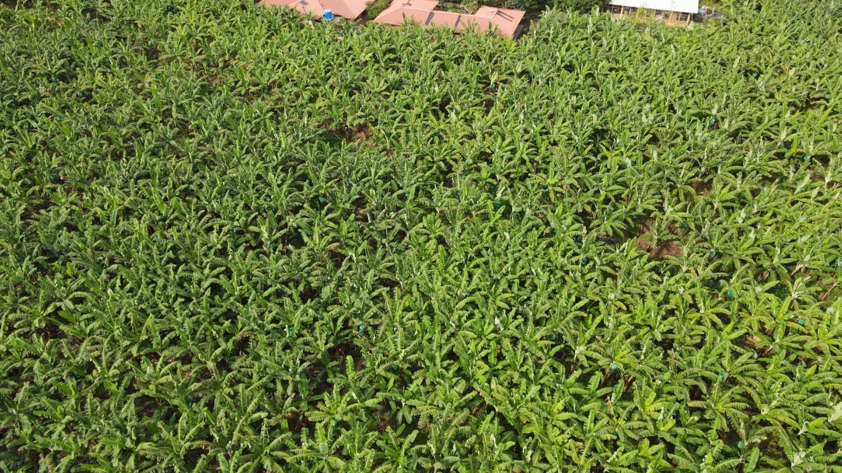 Colombia logró record histórico de exportación de banano en 2025