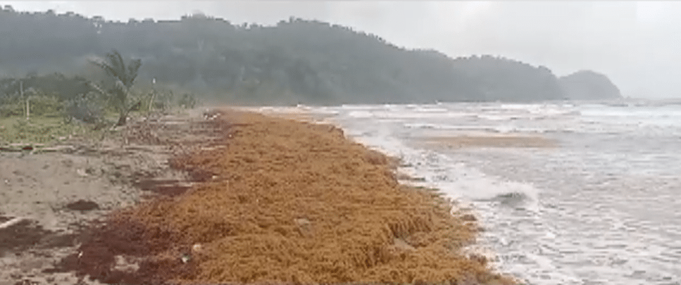 Estas son las playas de Colombia que se encuentran en crisis por el aumento de sargazo