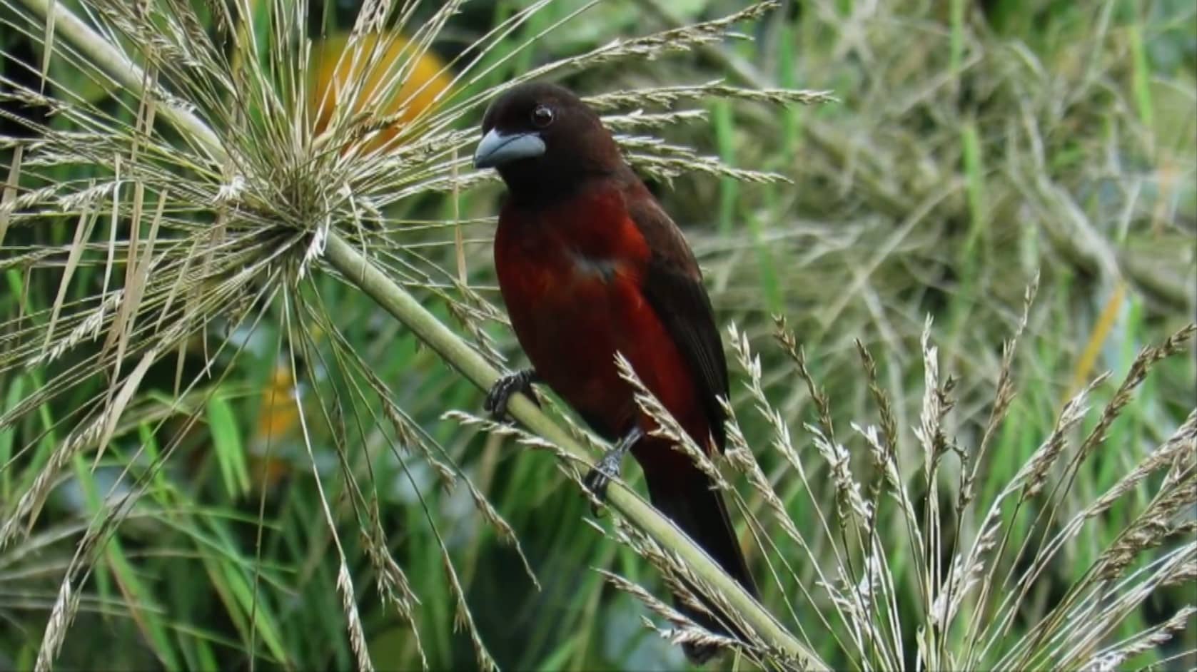 Festival de Aves en Venecia: Un Paraíso para los Observadores de Aves