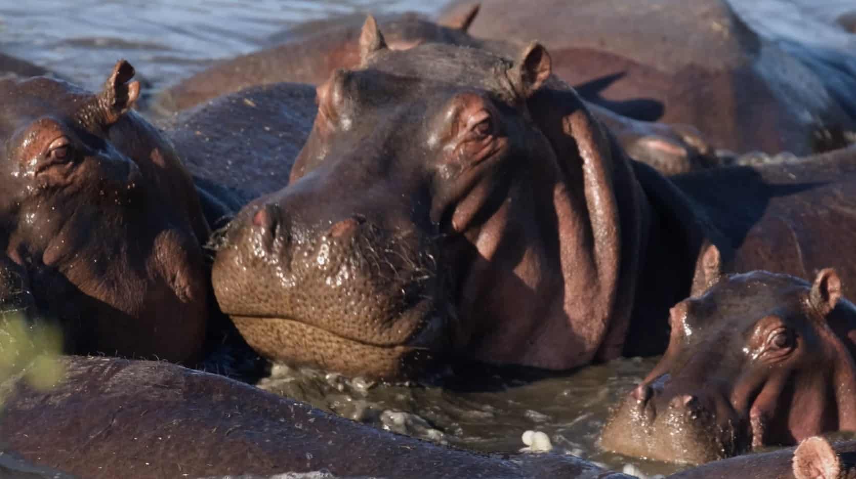 Eutanasia a 80 hipopótamos en Colombia desata fuerte debate ambiental