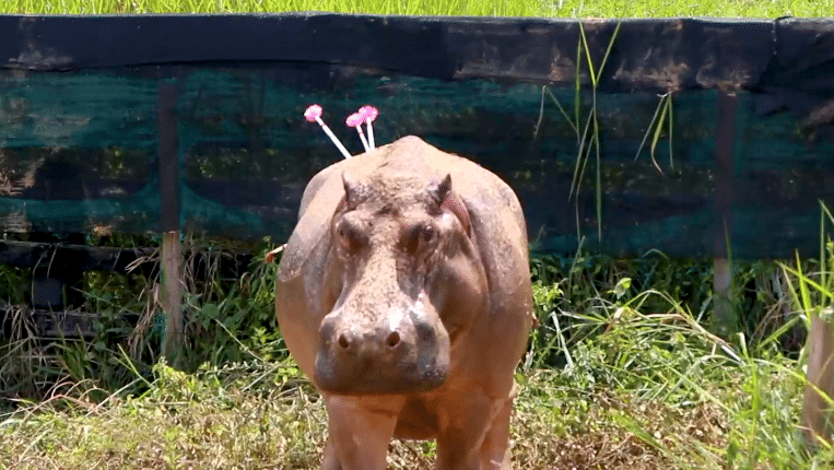 Hay alerta por llegada de hipopótamos en varios departamentos del país