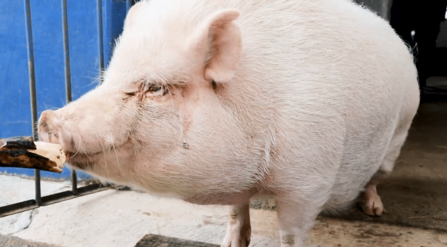 Hay cinco cerditos en Medellín que esperan ser adoptados