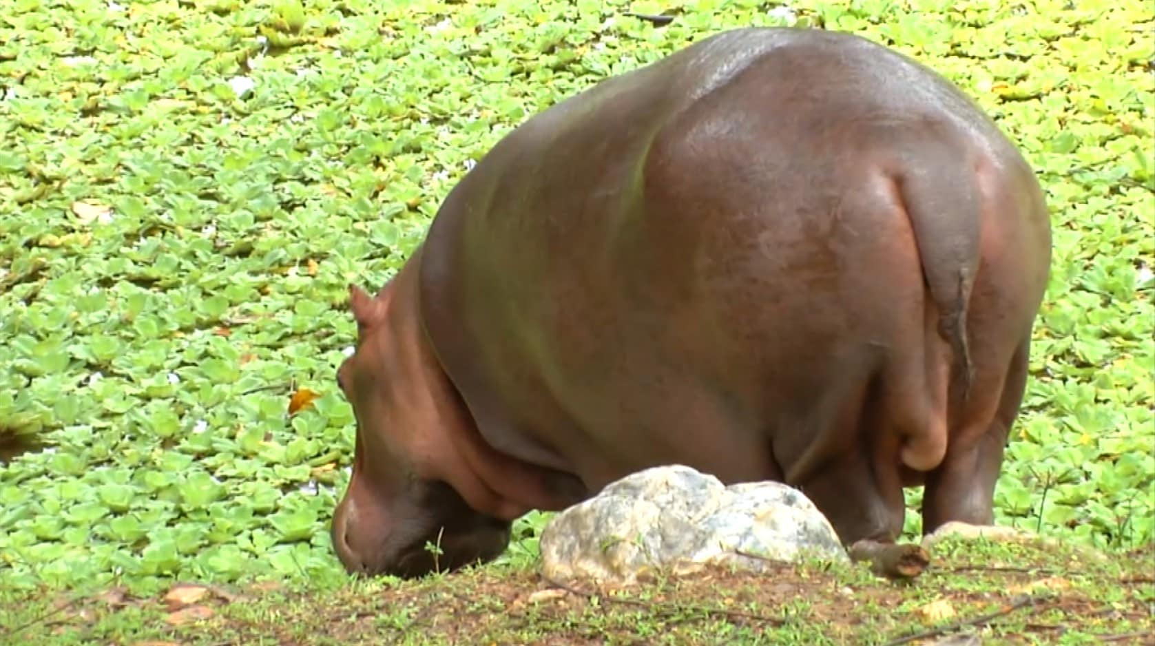 Lo que viene con los hipopótamos en Colombia: así avanza el plan que genera polémica