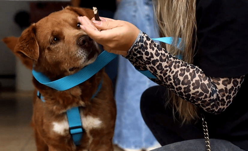 Más de mil animales rescatados en Medellín durante 2023