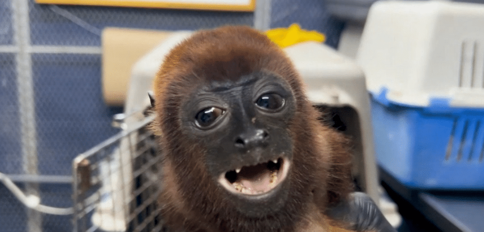 Tragedia en El Bagre: un mono aullador rescatado muere tras ataque con escopeta