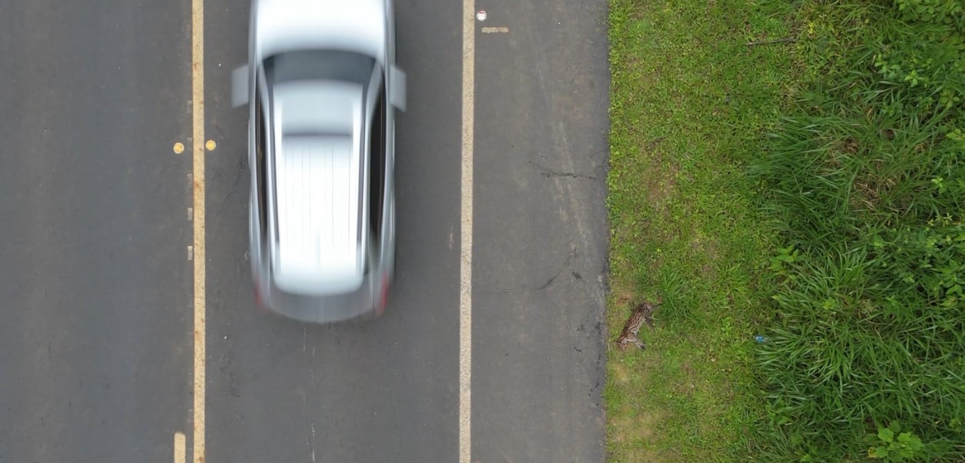 Muerte de ocelote enciende alerta por atropellamiento de fauna en autopista del nordeste