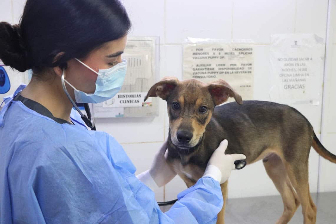 Capacitaciones gratuitas en primeros auxilios para perros y gatos en Medellín