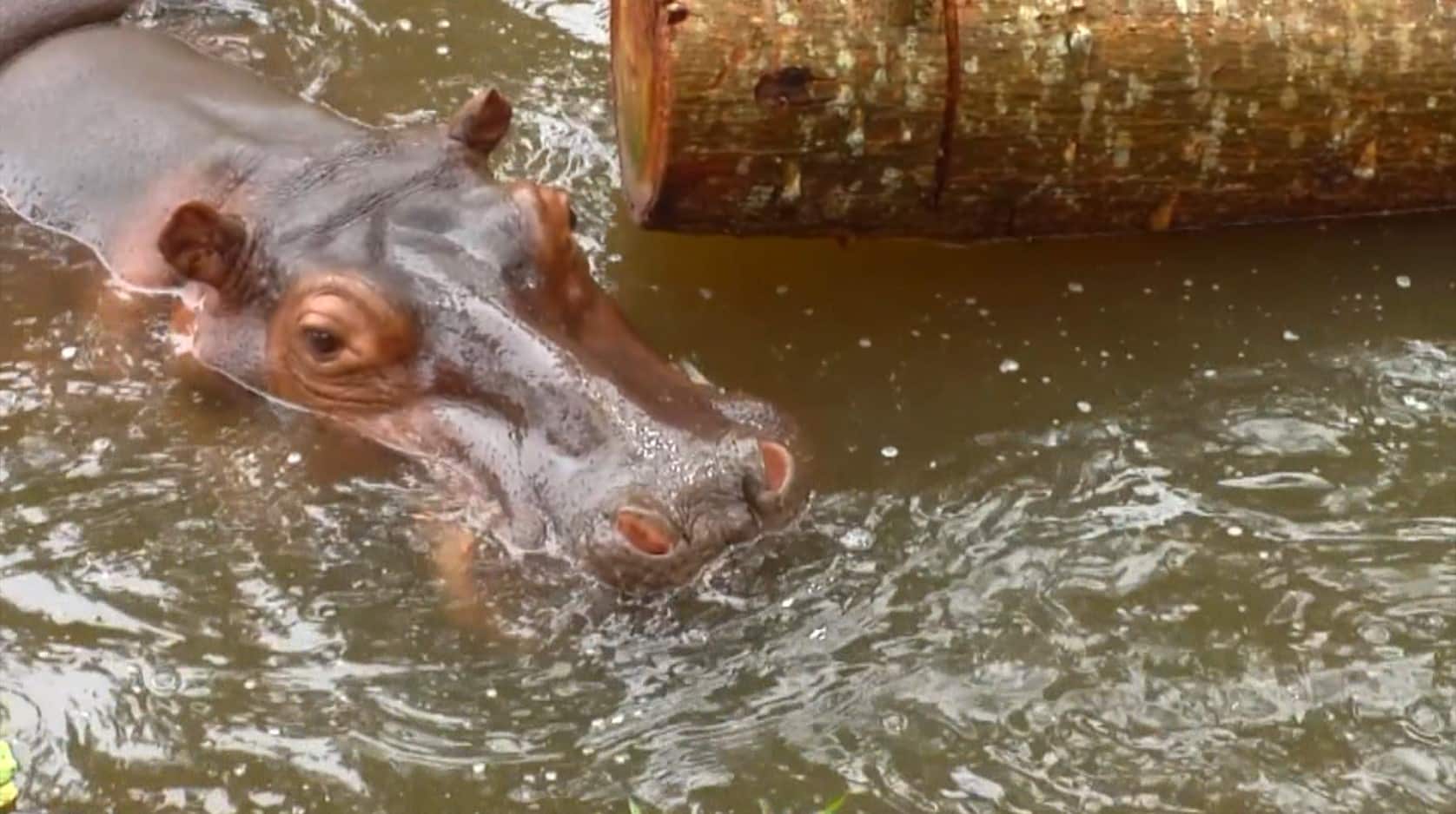 Propuestas para el manejo de hipopótamos en Colombia