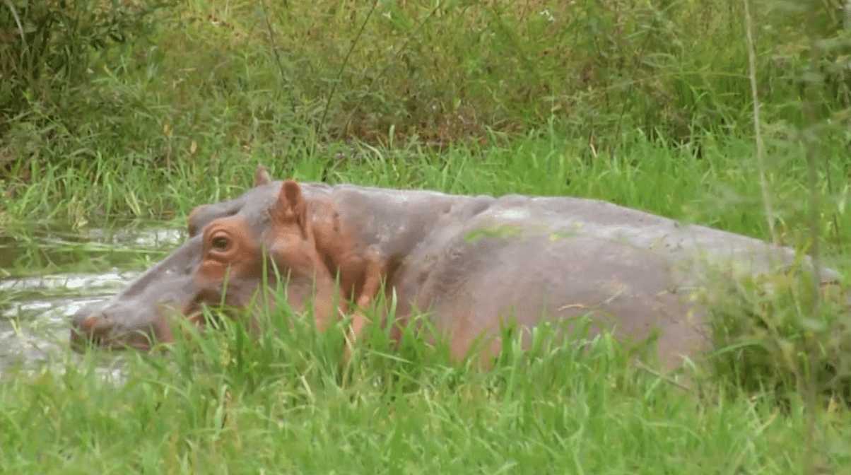 Admiten tutela que busca frenar el sacrificio de hipopótamos en Colombia
