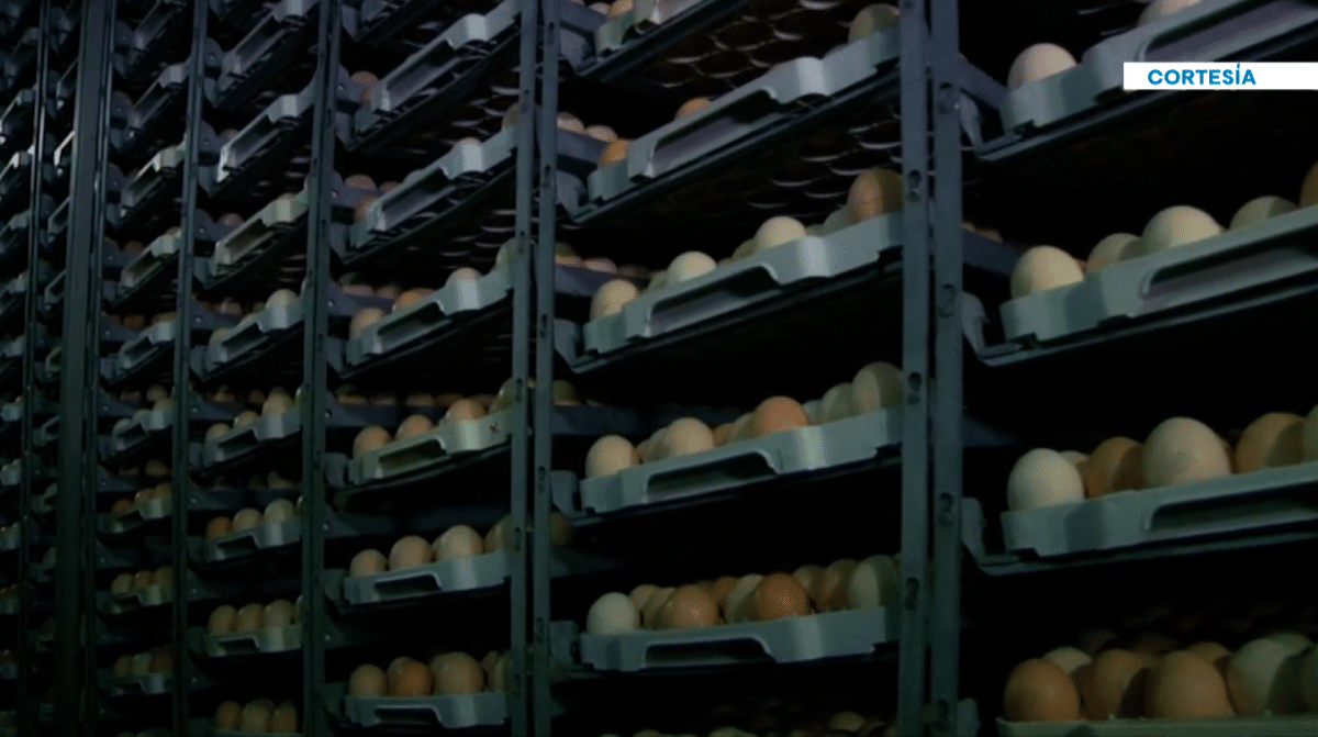 Fenavi, uno de los gremios más afectados por la escalada violenta en el suroccidente del país