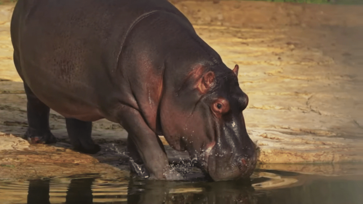 MinAmbiente solicitó al gobierno de la India si autoriza el ingreso de hipopótamos desde Colombia
